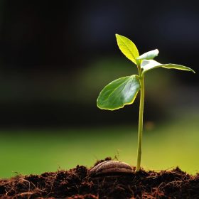 Sử dụng thuốc bảo vệ thực vật an toàn, trách nhiệm