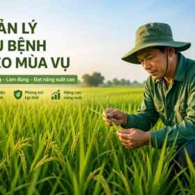 QUẢN LÝ SÂU BỆNH THEO MÙA VỤ